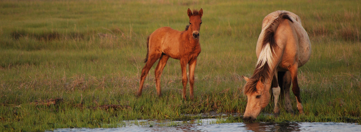 chincoteague page top pic