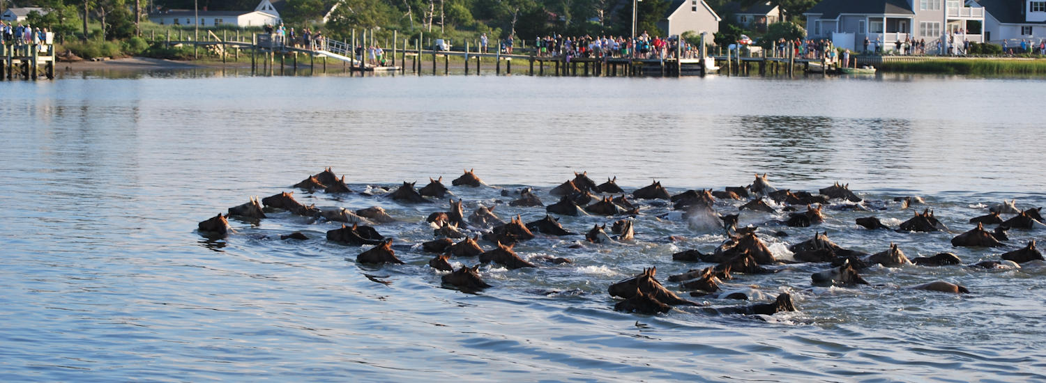 chincoteague page top pic