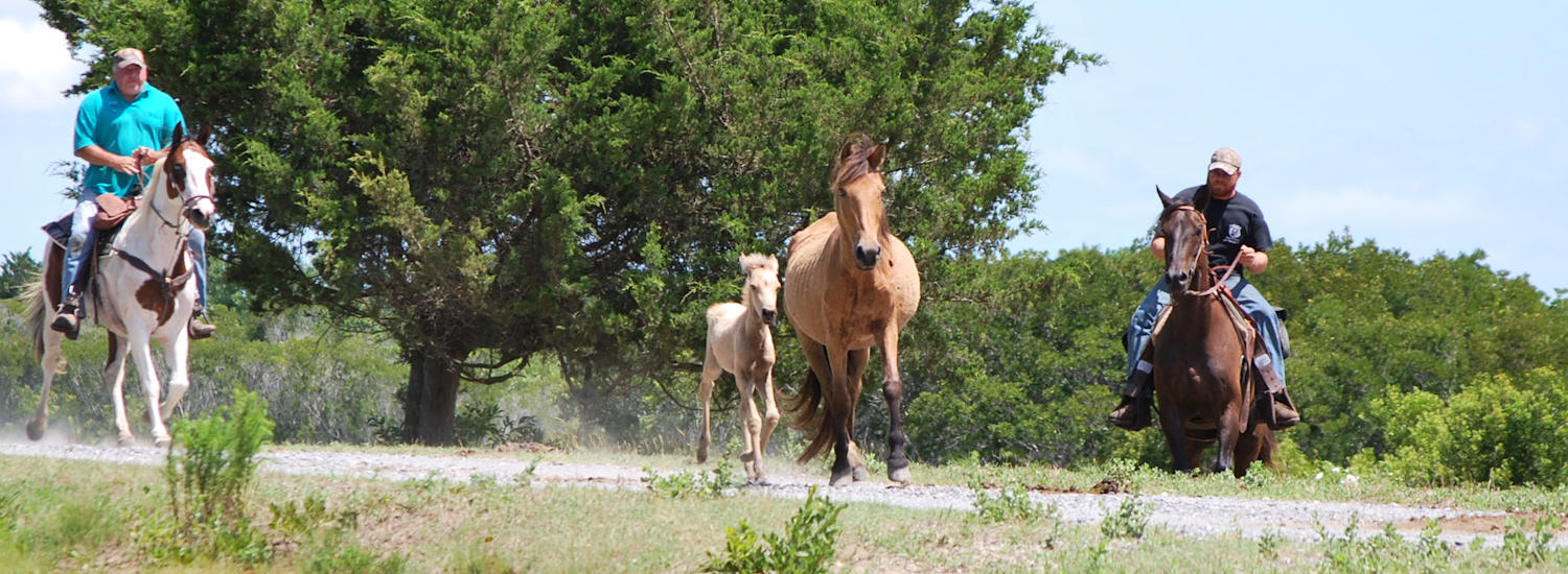 chincoteague page top pic