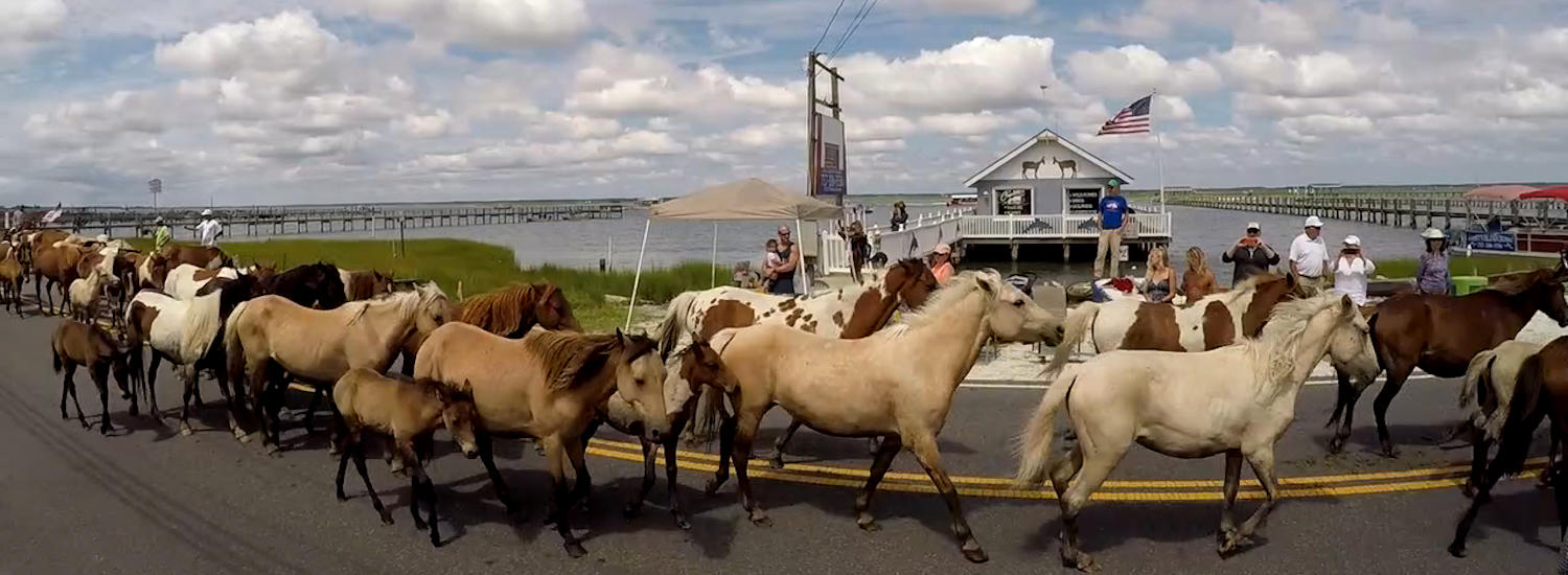 chincoteague page top pic